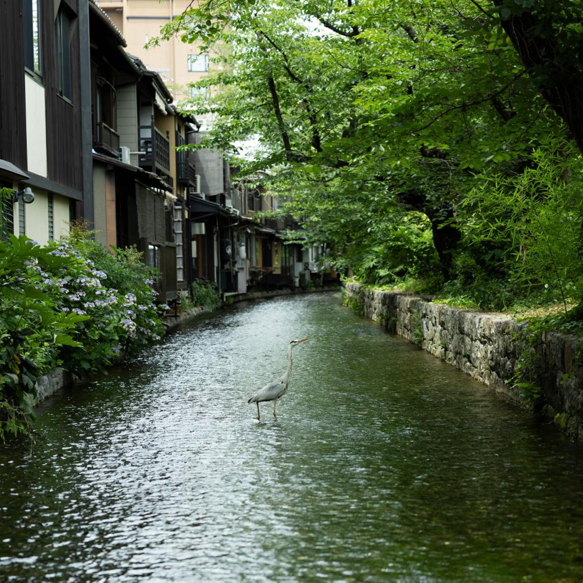 Soyo-ne kyoto sanjo 44/47