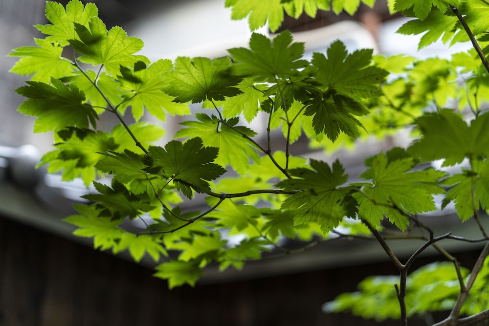 Gion Guesthouse Yururi 62/68