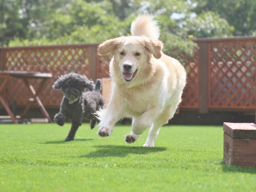 Izumigo Izukogen Dog Paradise Hotel 37/38