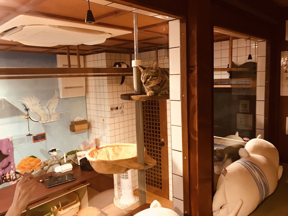 Cat Spa & Cat Ryokan Neco Republic Osaka 35/37
