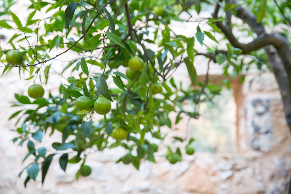 Masseria Saietti 35/50