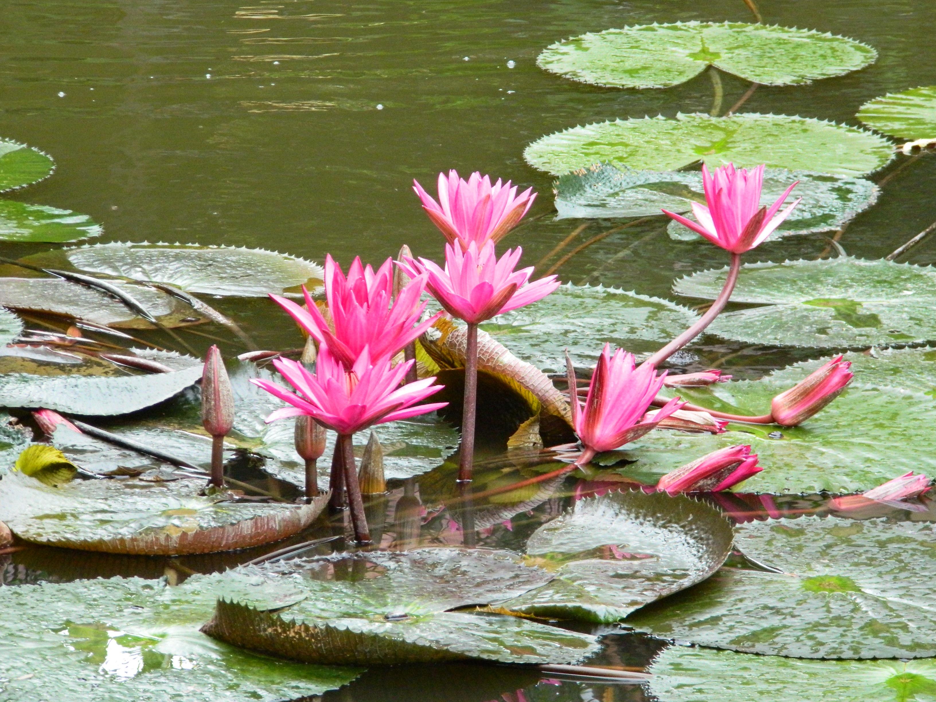 Niranapa Boutique Resort 43/50