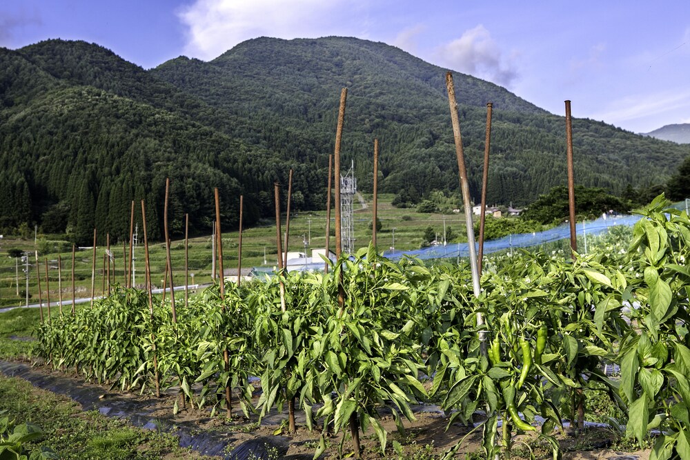 旅館わらび野 写真1