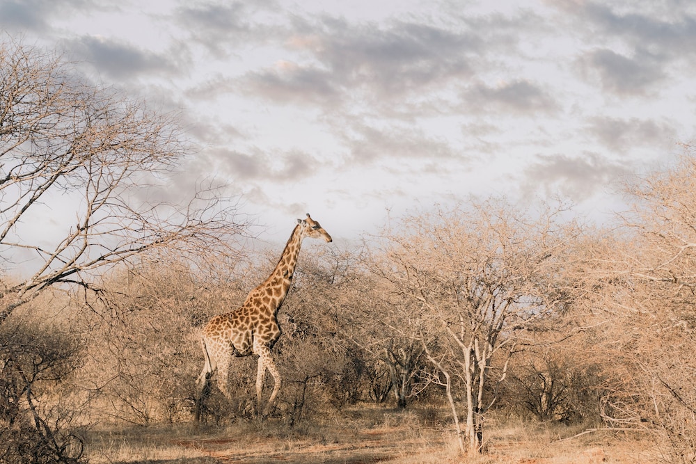Palala Boutique Game Lodge & Spa 38/50