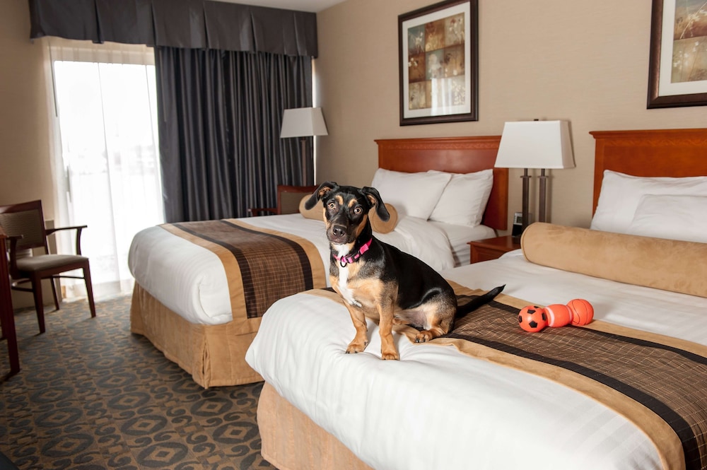 غرفة قياسية بسريرين مزدوجين يُسمح فيها بالحيوانات الأليفة، Best Western Brantford Hotel Conference Centre 3/5