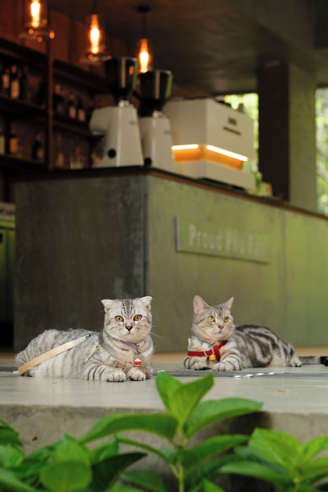 Proud Phu Fah Muang Chiang Mai 5/50