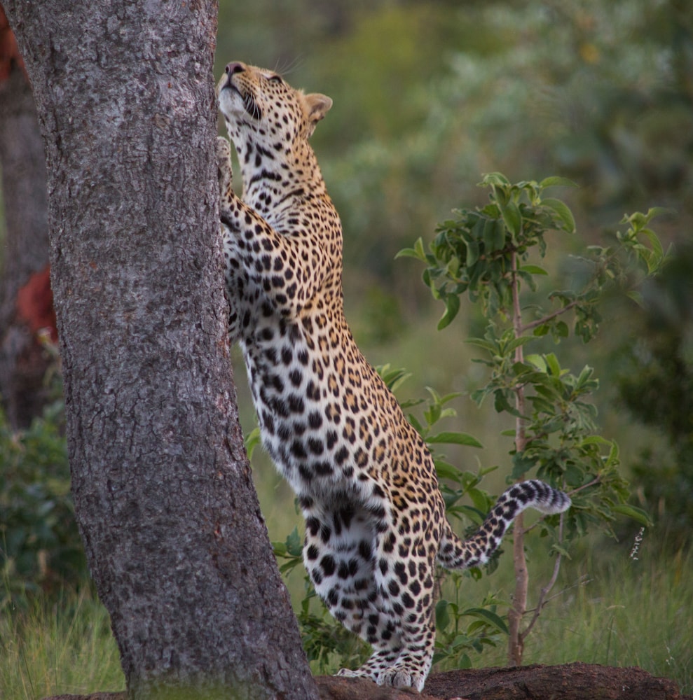 Makweti Safari Lodge 33/37