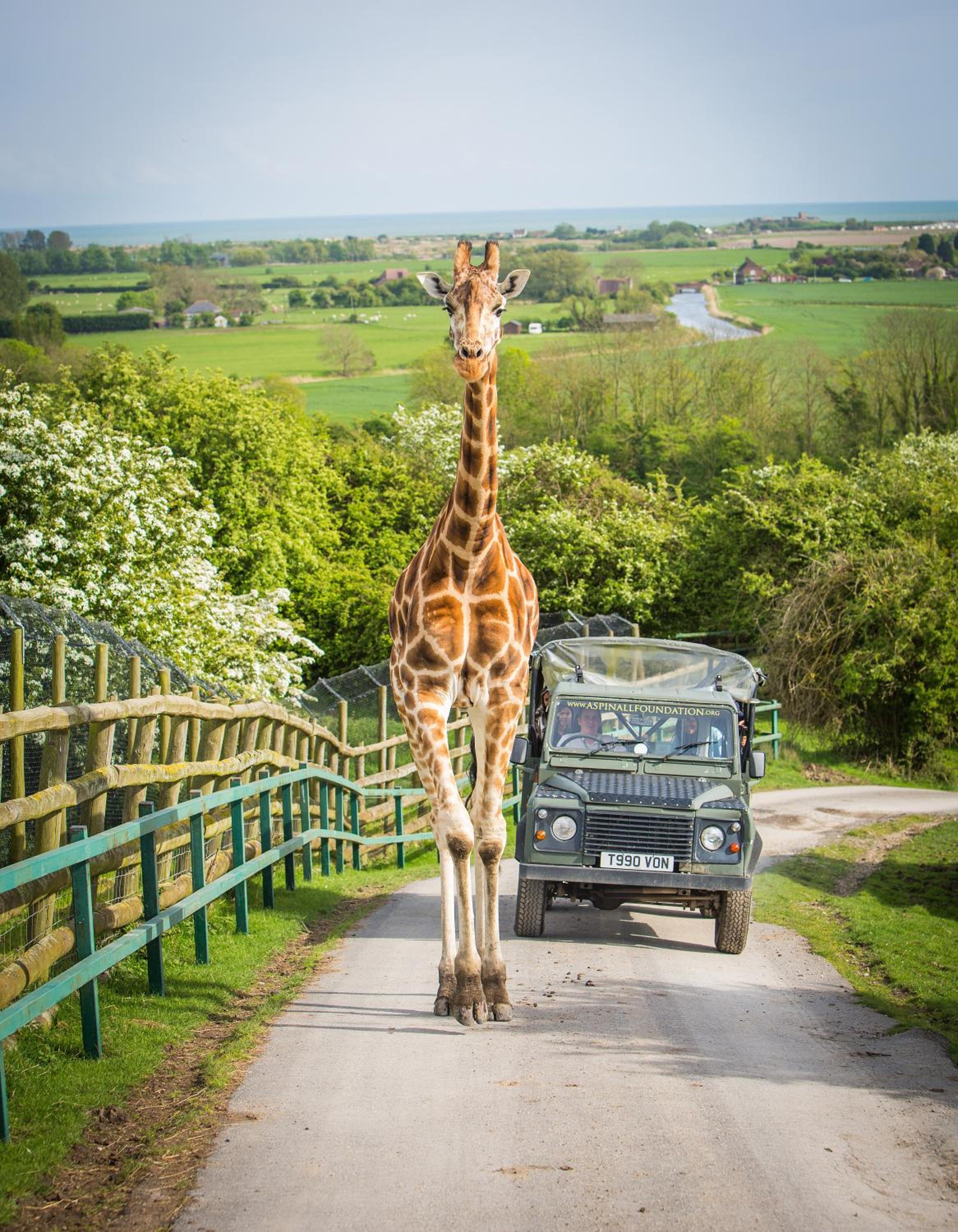 Port Lympne Reserve - Port Lympne Hotel 25/26