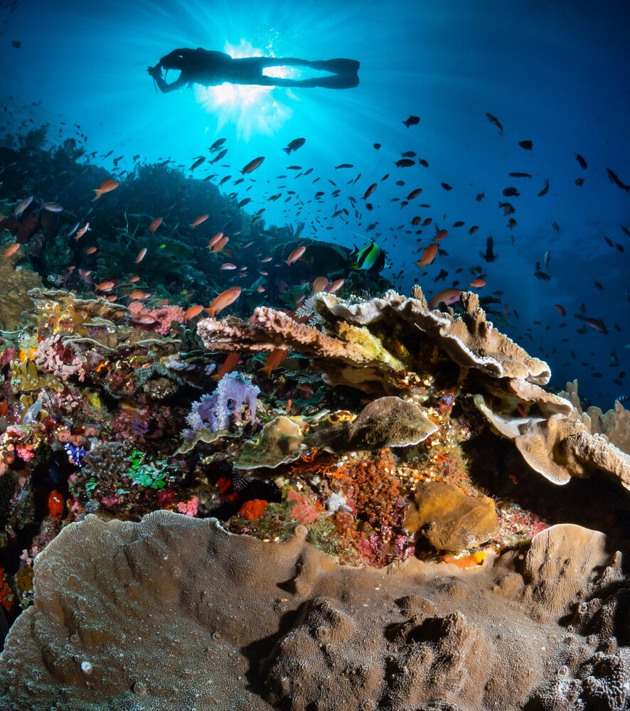 Dragon Dive Komodo Hostel 43/50