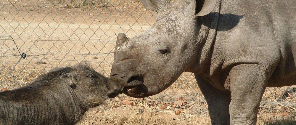 Hazyview Buffalo Game Lodge 23/29