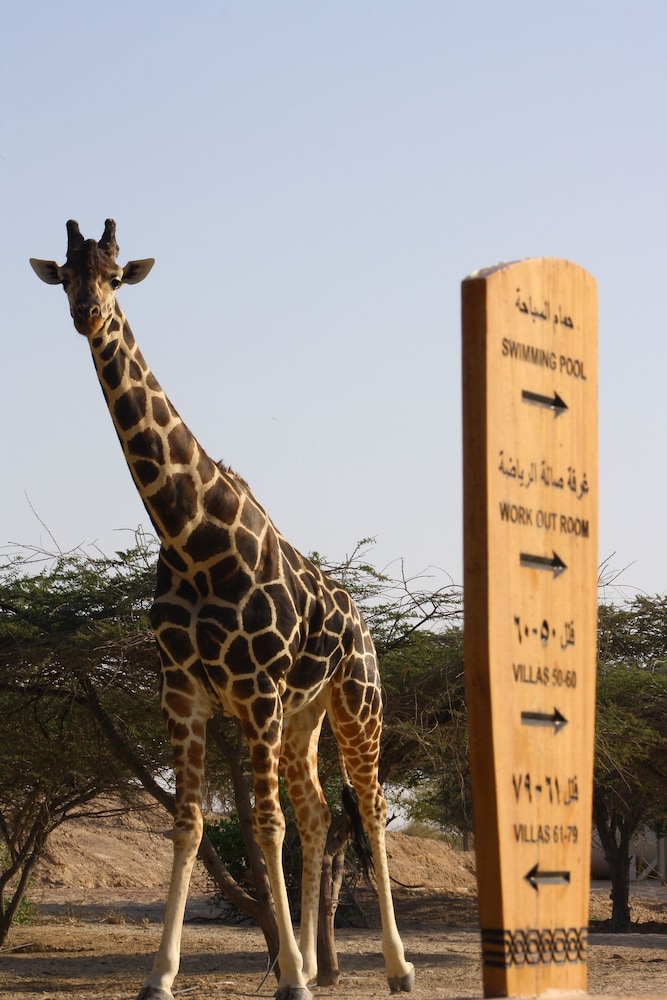 Anantara Sir Bani Yas Island Al Sahel Villa Resort 48/61