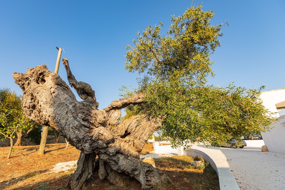 Masseria Abadia Uno 53/64