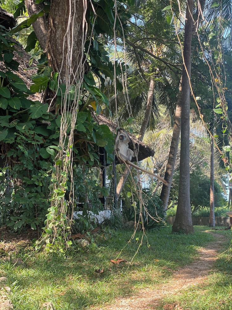 Jungle Paradise Beach Resort & Spa Mbweni Ruins 31/50