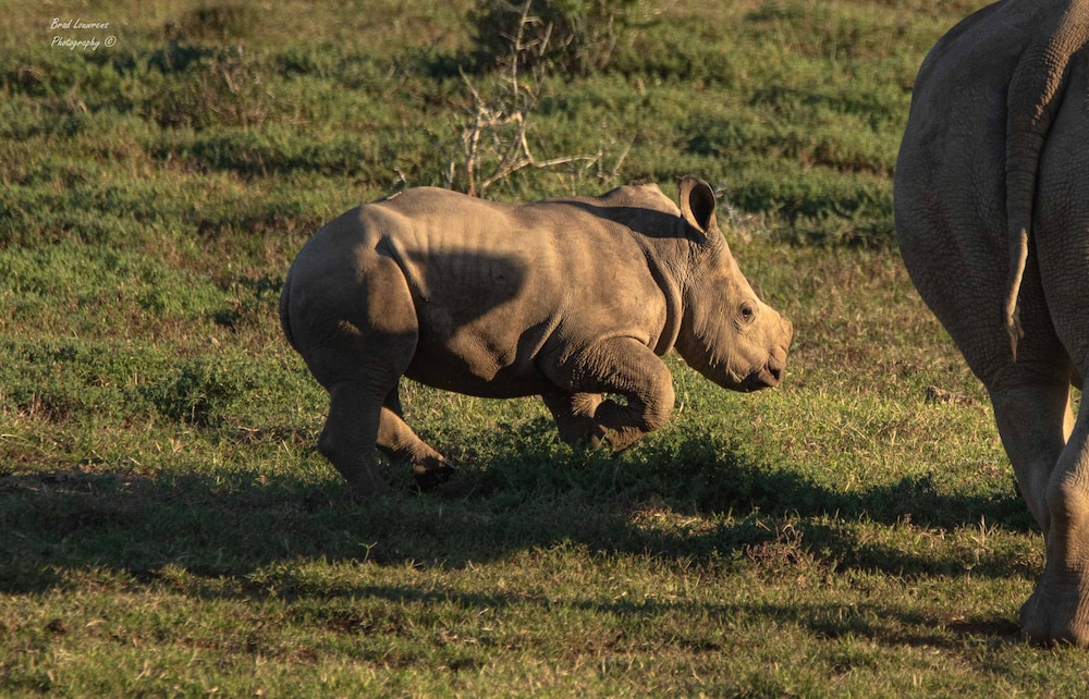 Amakhala Woodbury Tented Camp 25/33