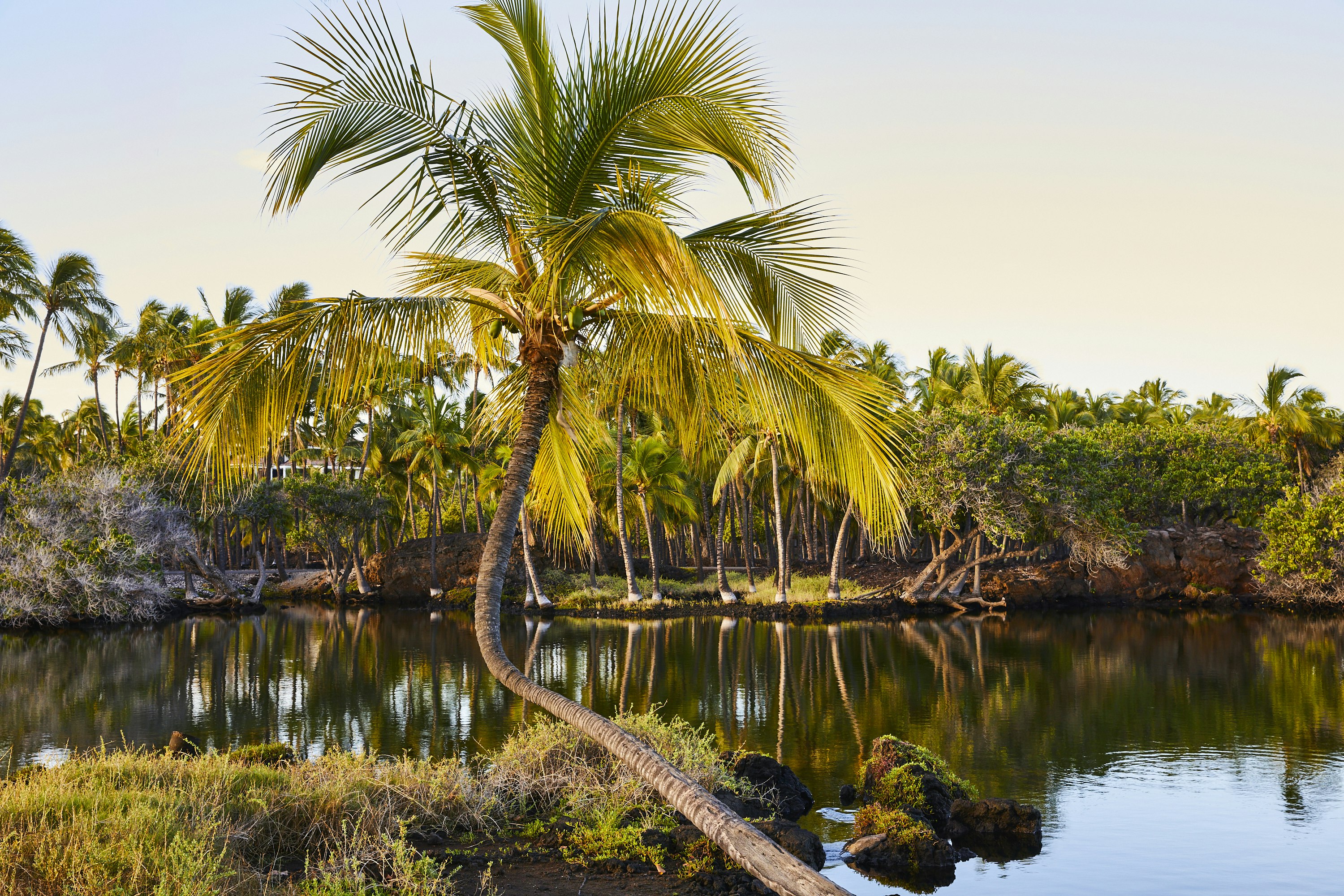 Mauna Lani, Auberge Resorts Collection 45/50