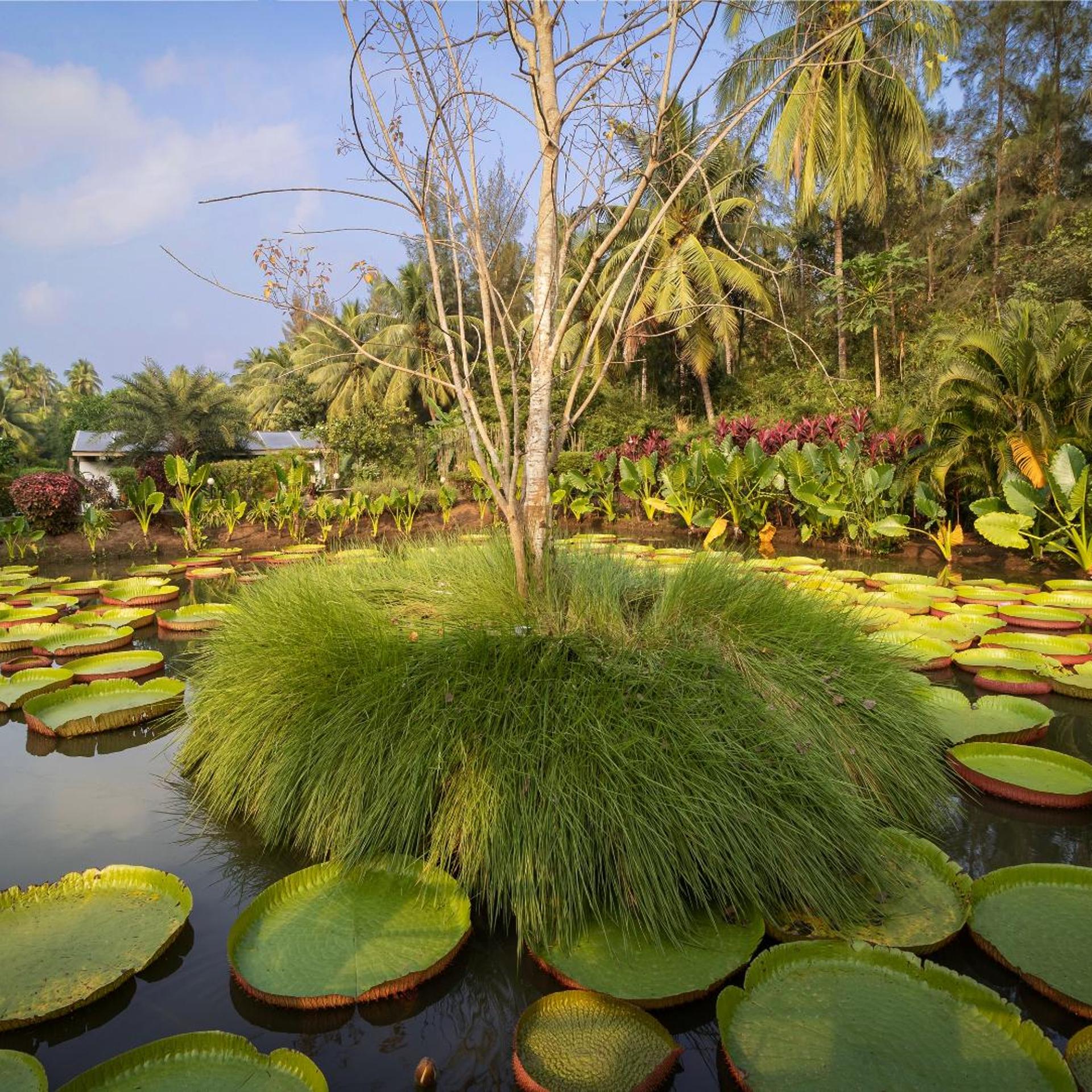 Dindi RVR, on the Godavari, A Club Mahindra Associate Resort in Andhra Pradesh 37/52