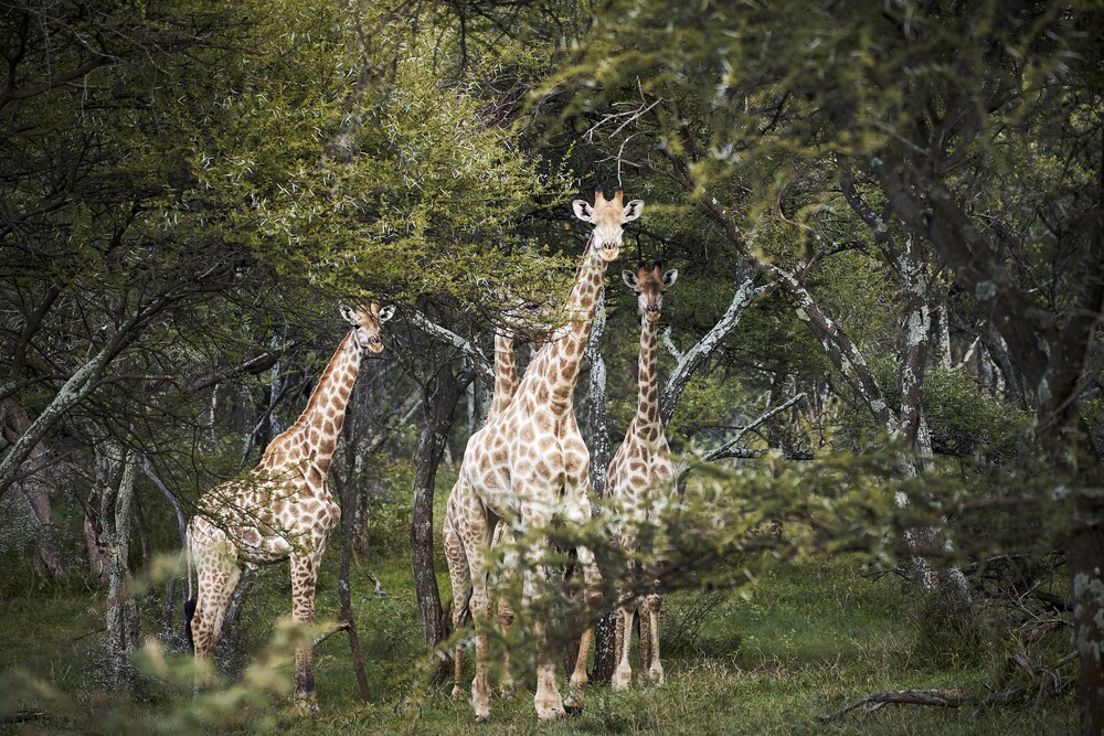 Letamo at Qwabi Private Game Reserve 32/48