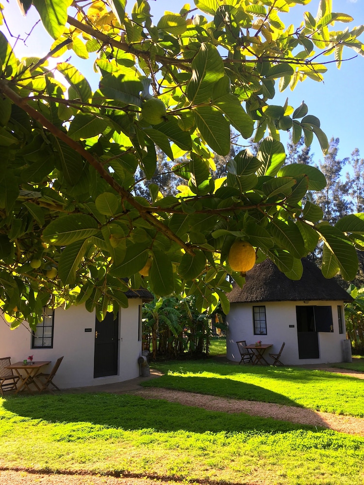 Addo African Home 43/50