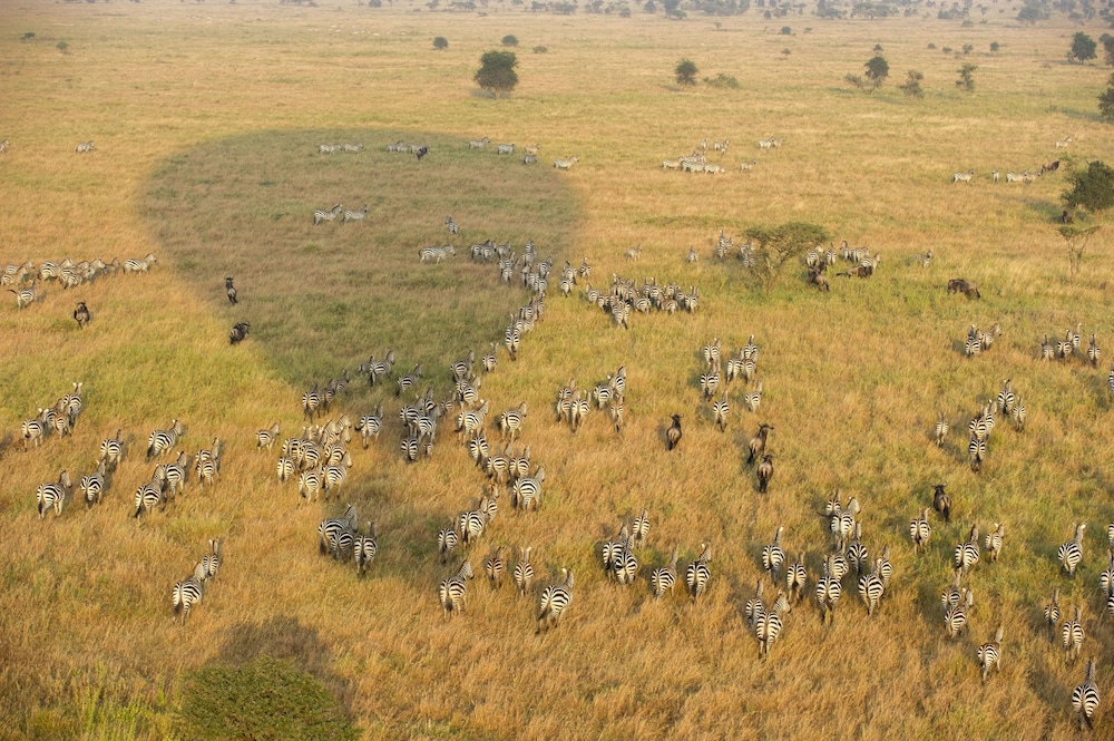 Serengeti Serena Safari Lodge 43/58