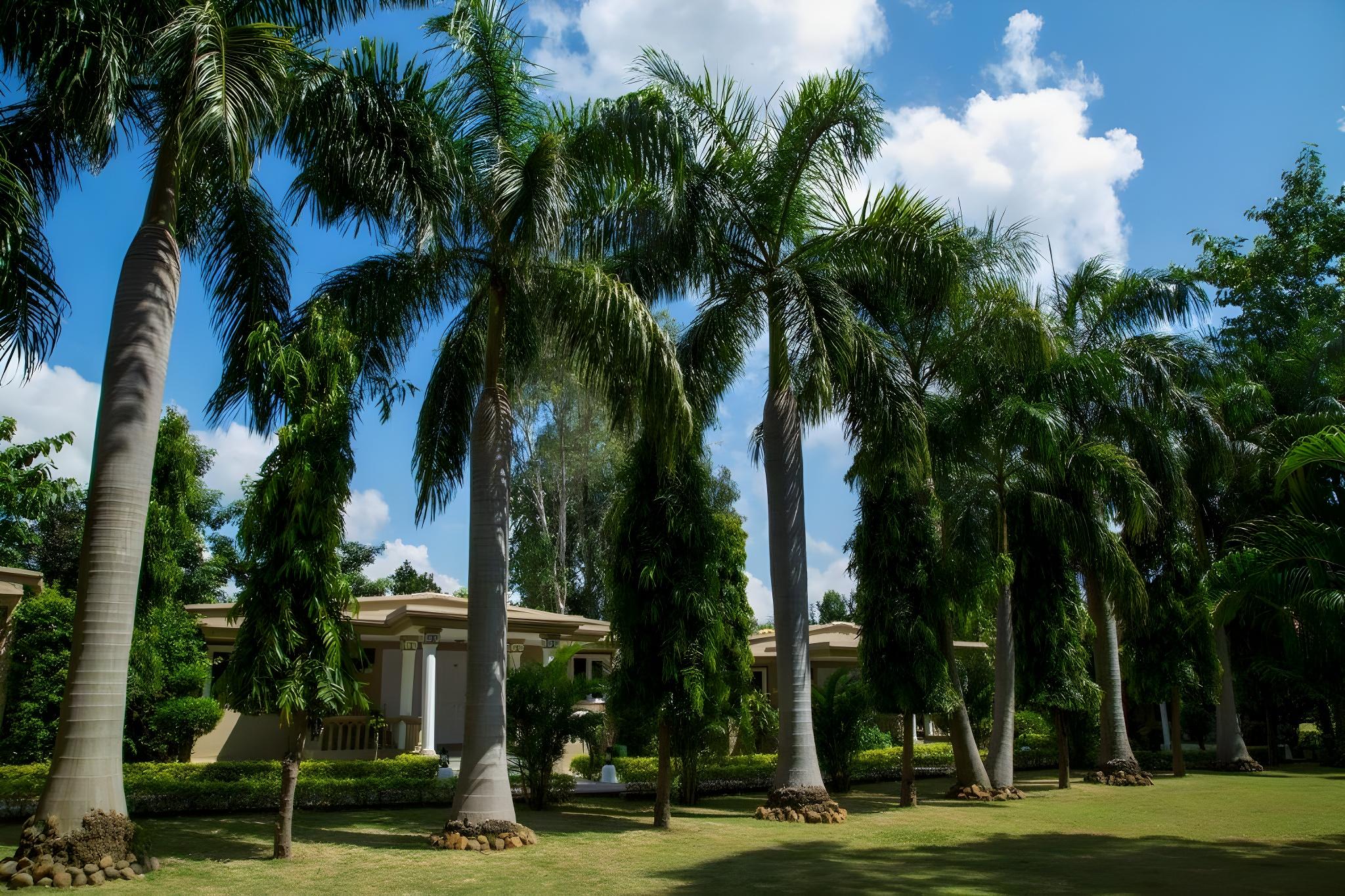 TIGER DEN RESORT 23/25