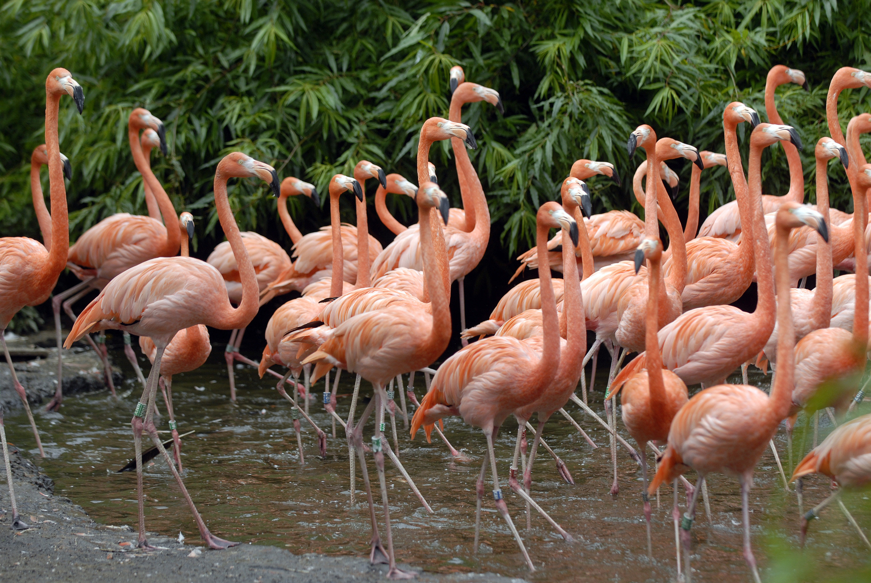 Van Der Valk Avifauna 14/36