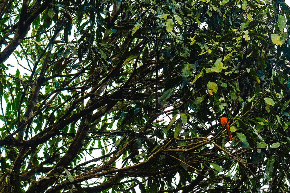 Wayanad Wild - Cgh Earth 28/48