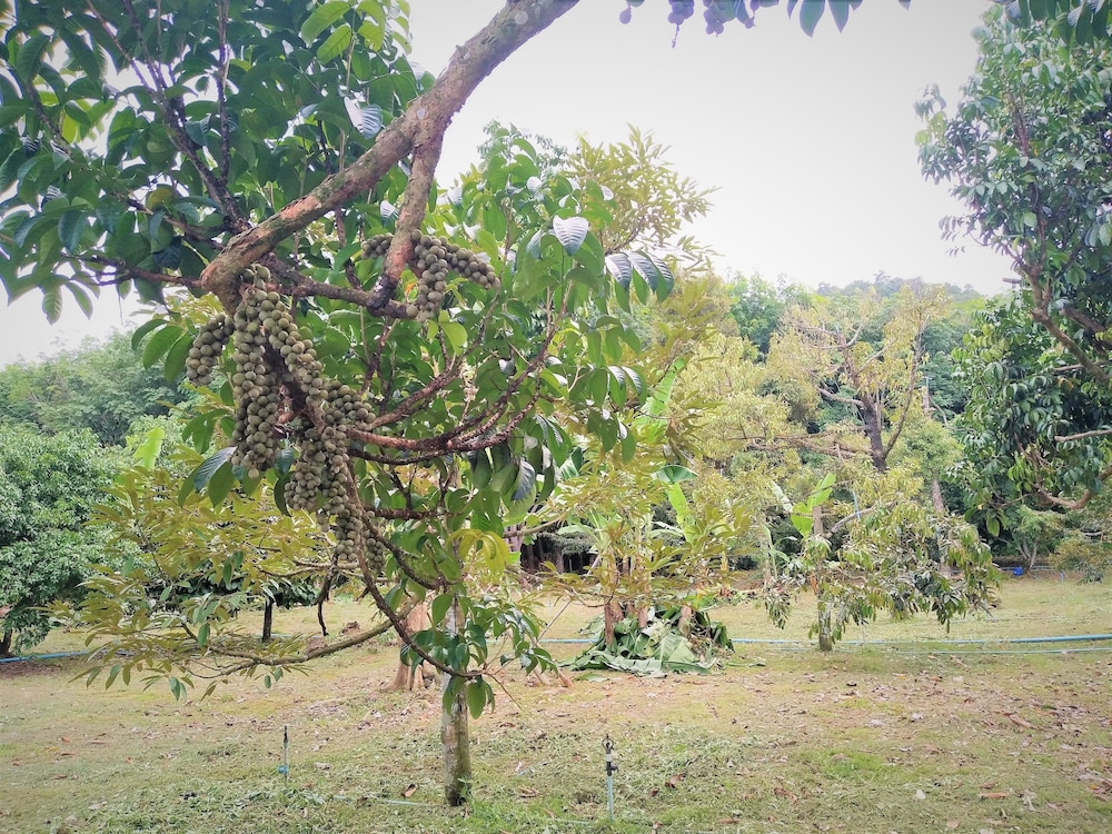 Somphoch Garden 27/50