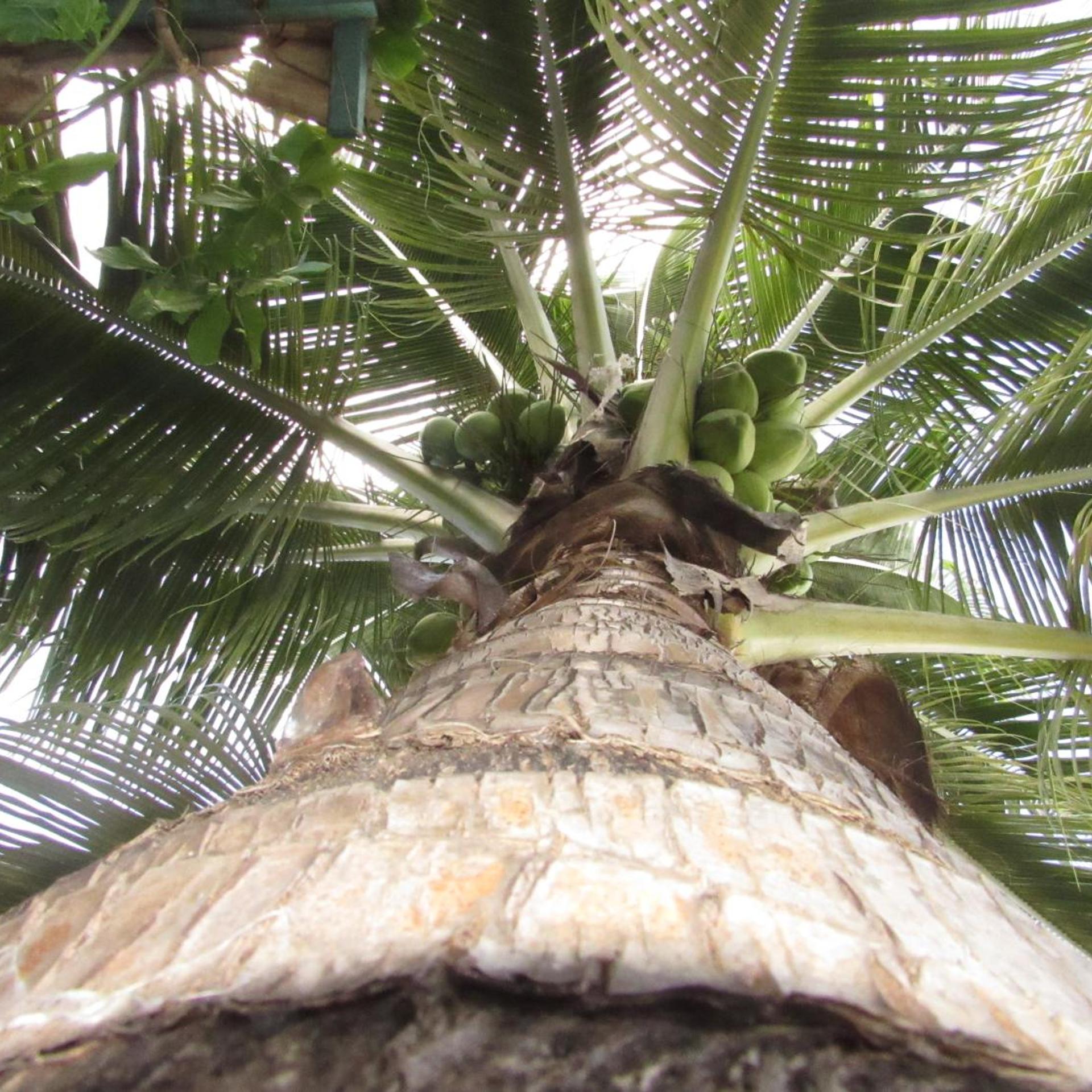 Blue Coconut Cancun 41/52