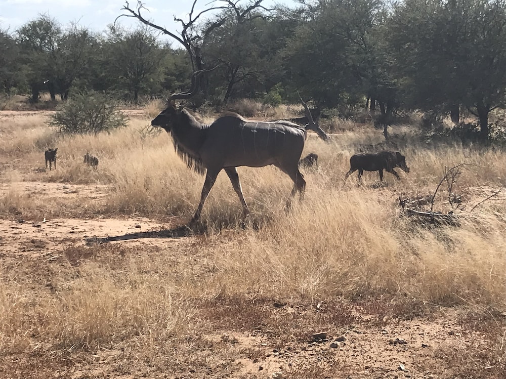 Leadwood Tree Safari Lodge 695 24/30