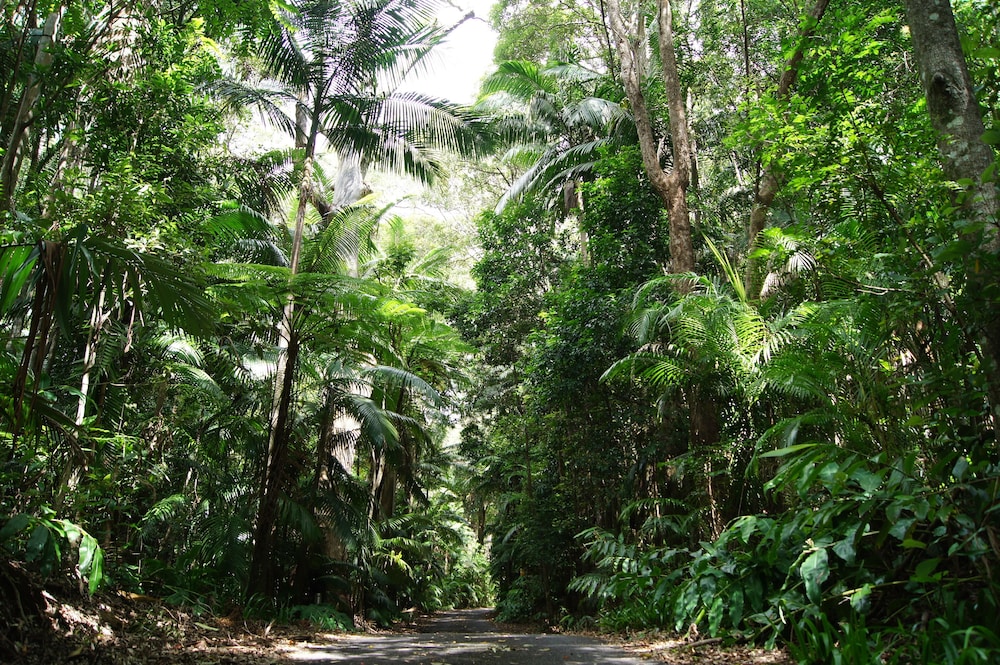 Songbirds Rainforest Retreat 36/50