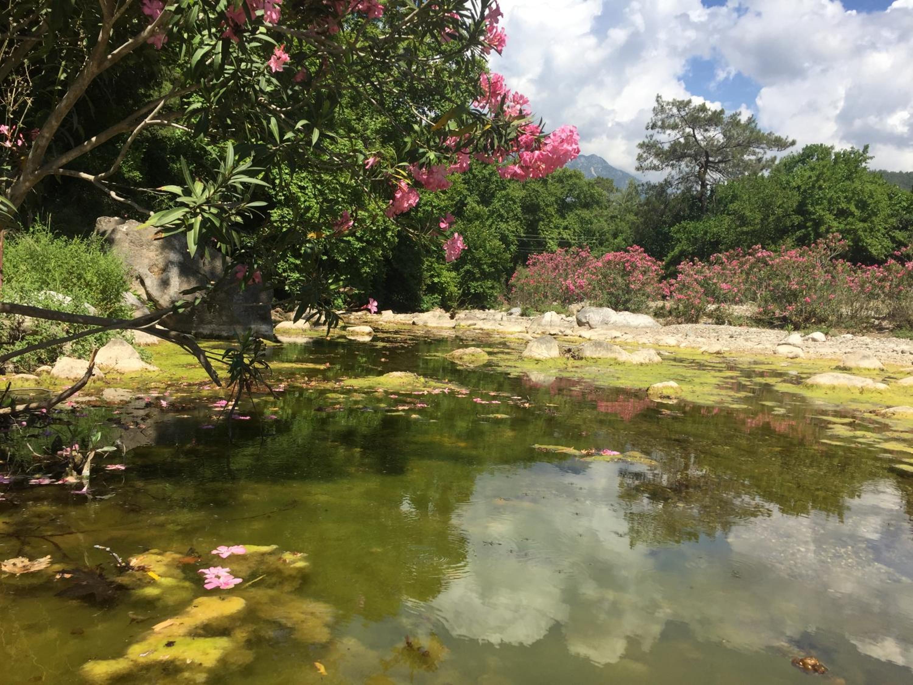 Canario Pension Bungalow 25/50