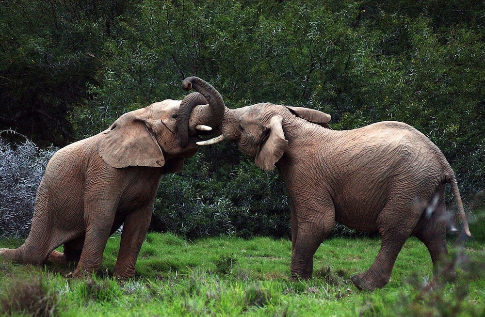 Shamwari Game Reserve - Riverdene 21/50