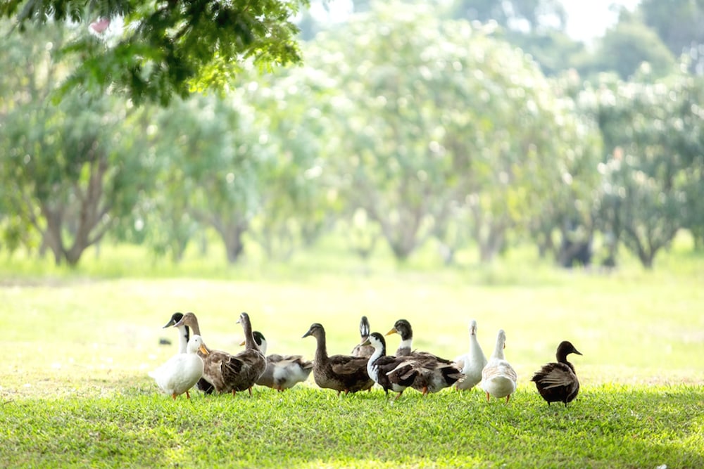 Chateau De Khaoyai Hotel & Resort 16/19