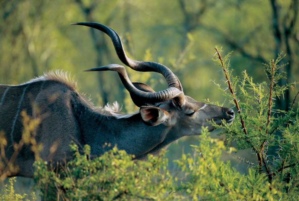 Nkomazi Game Reserve 35/69