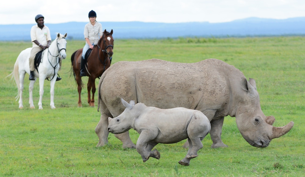 Kicheche Laikipia Camp - All Inclusive 22/28