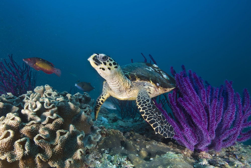 Ras Al Jinz Turtle Reserve 35/40