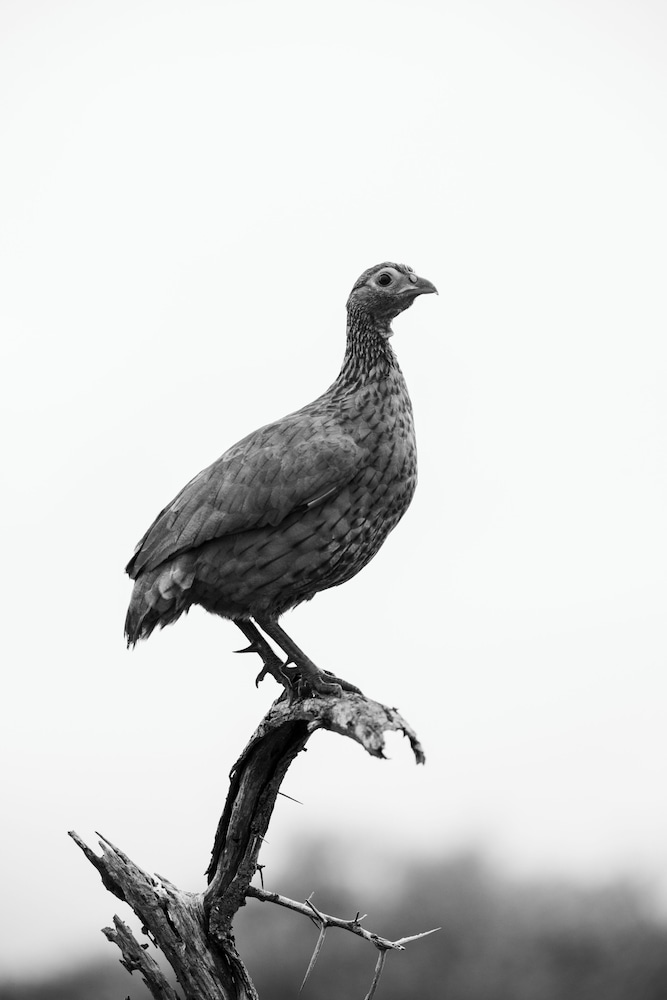 スククザ サファリ ロッジ 写真4