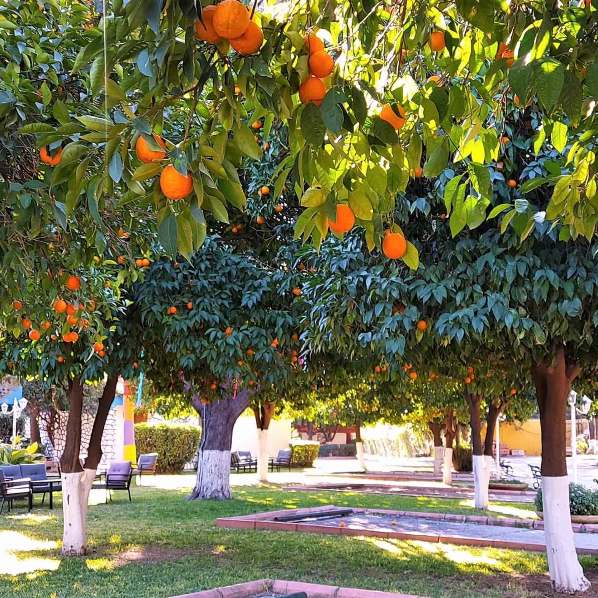 Cetinel Otel 43/47