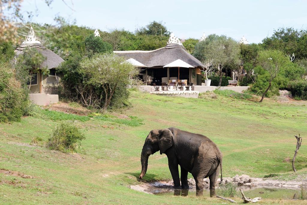 Safari Lodge- Amakhala Game Reserve 35/50