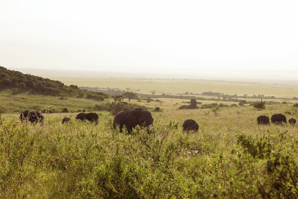 Muthu Keekorok Lodge, Maasai Mara, Narok 65/70