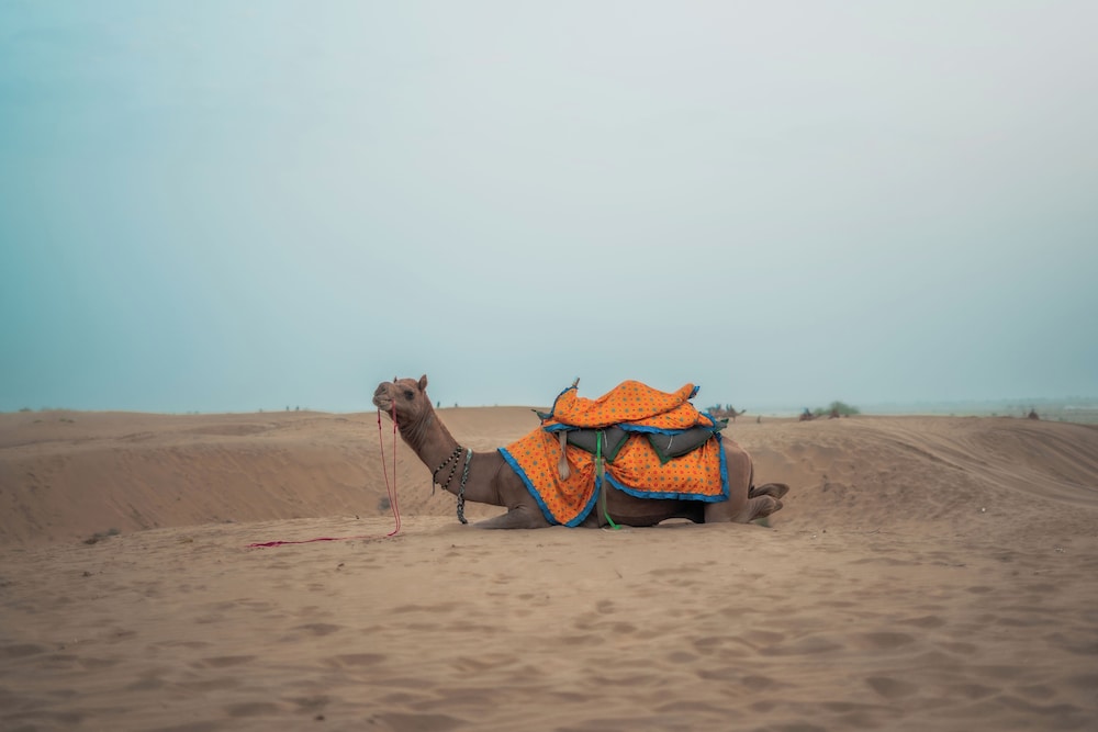 Chokhi Dhani Desert Camp 45/49