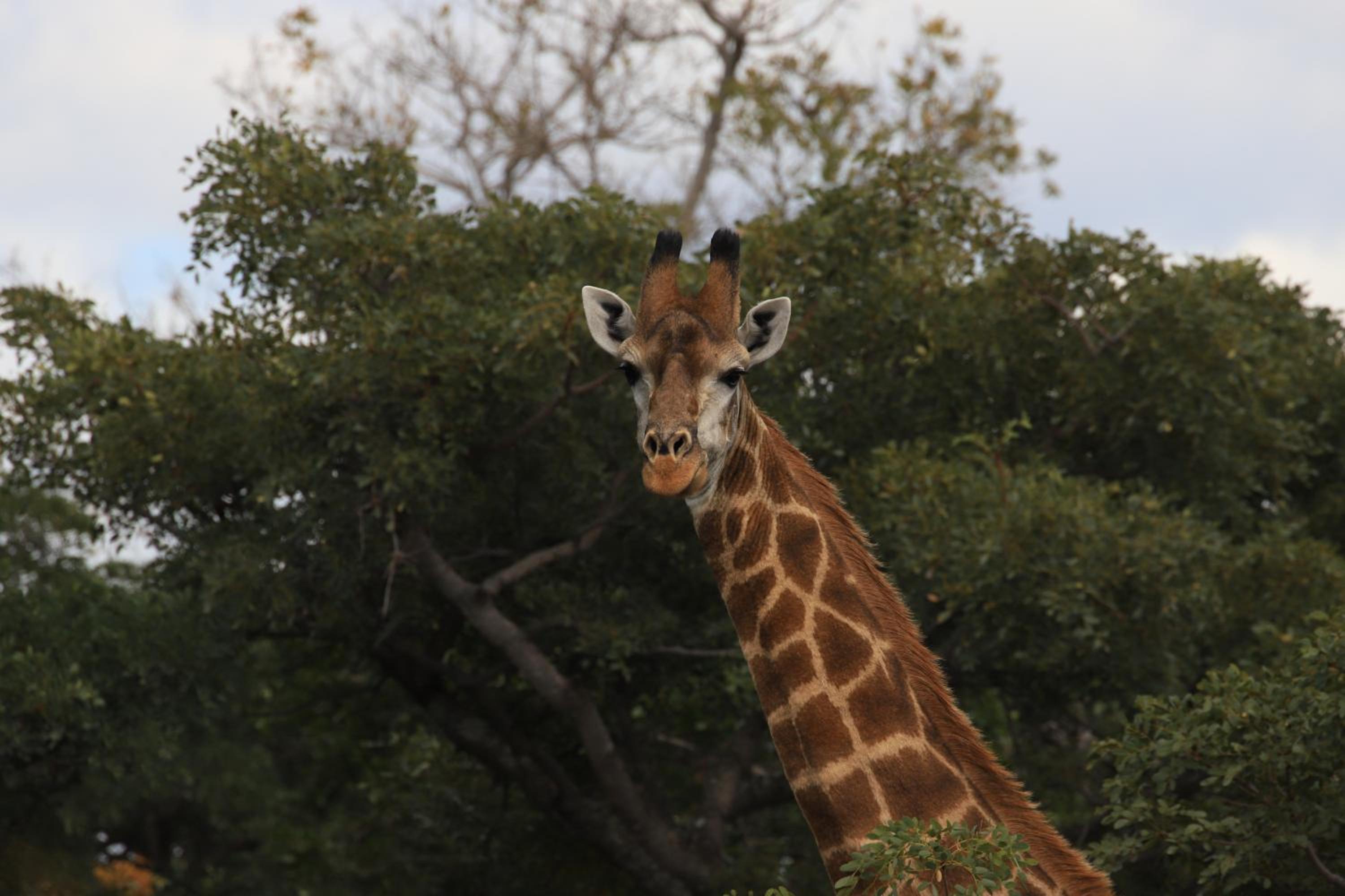Moletani Game Ranch 39/50