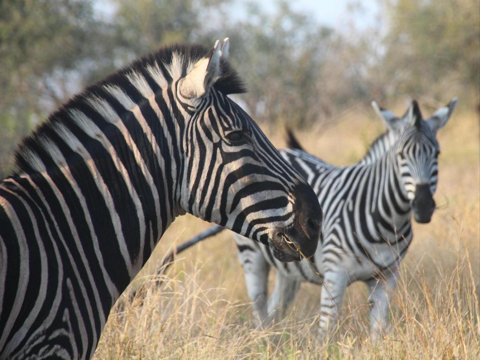 Masorini Bush Lodge 12/50