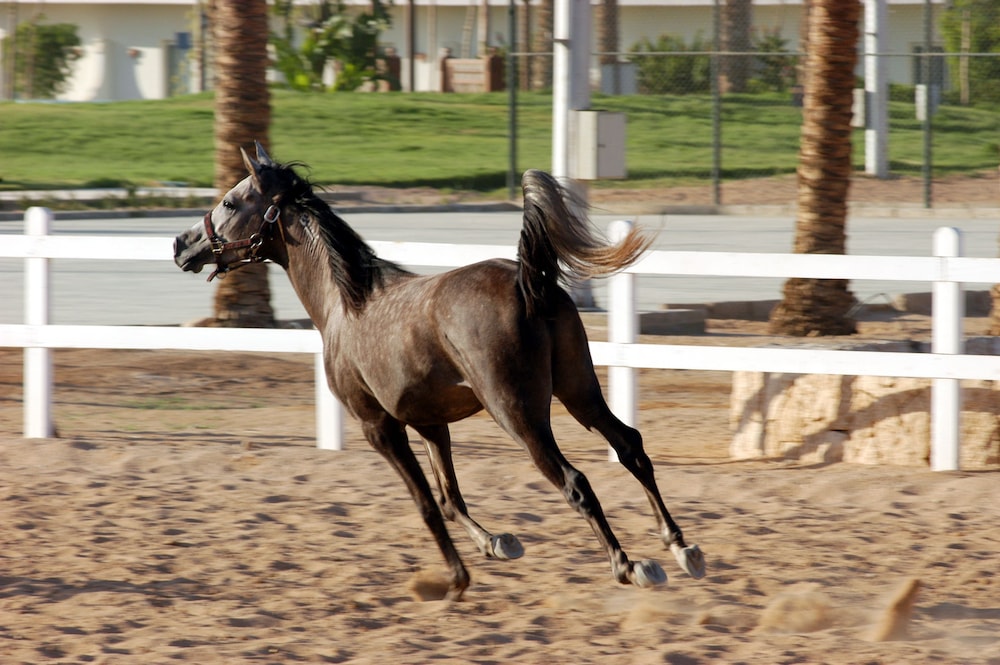 Concorde el Salam Sport Hotel 15/54