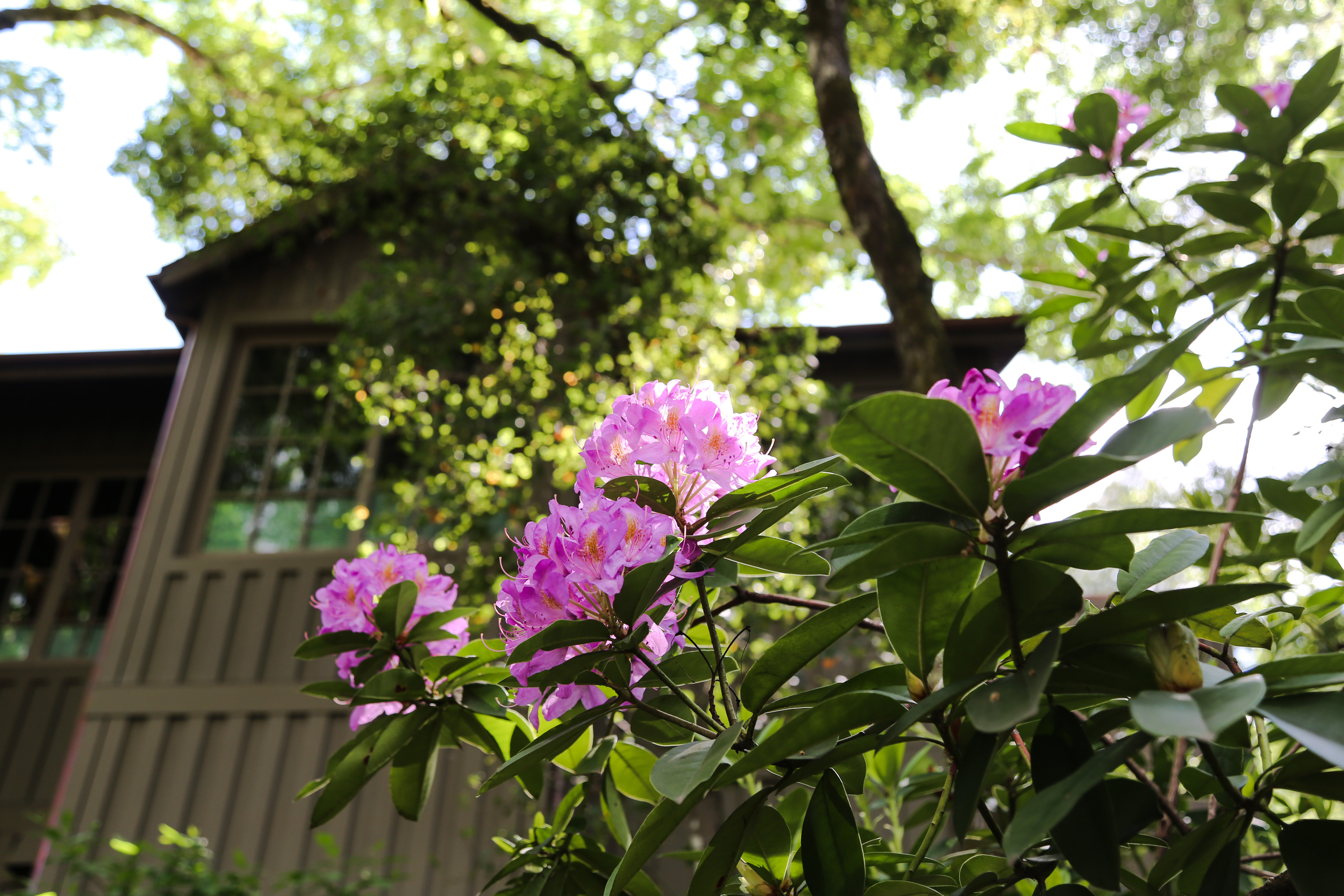 Meadowood Napa Valley 44/50