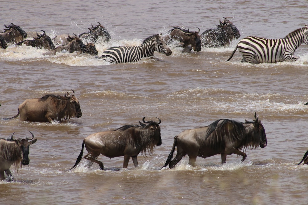 Gnu Mara River Camp 35/50