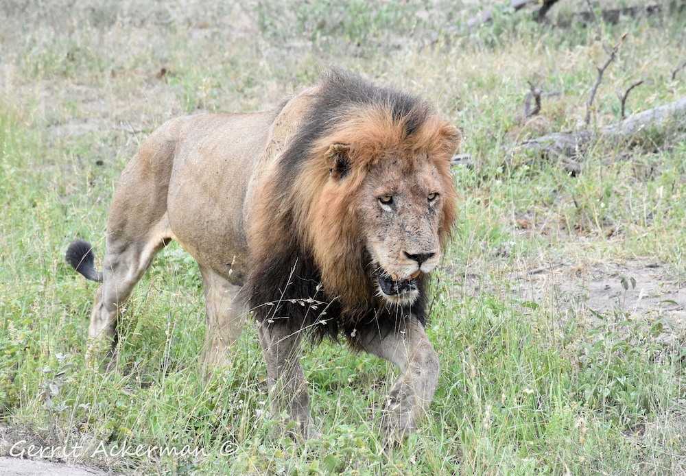 Elephant Plains Game Lodge 25/31