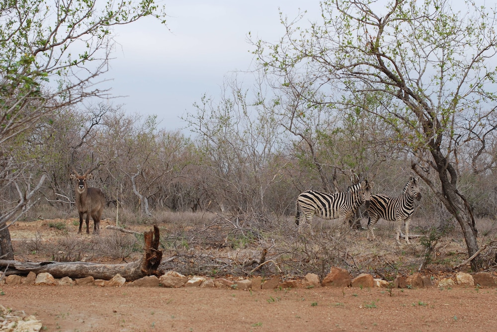 The Baobab Bush Lodge 35/50