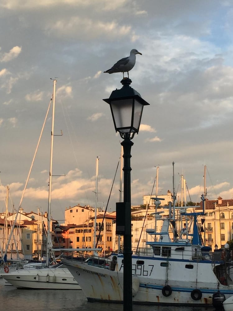 Alla Città Di Trieste 36/50