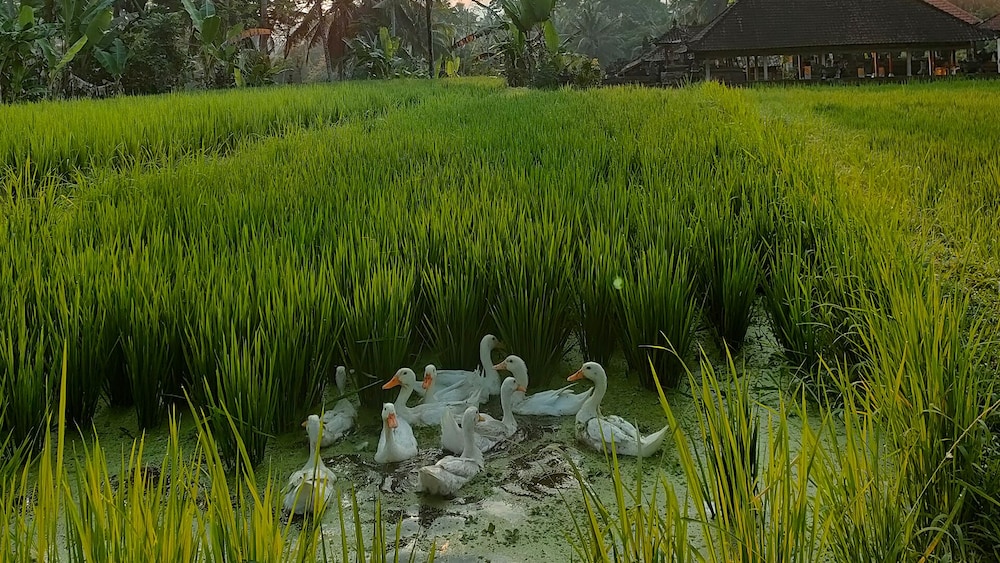 Kayangan Villa Ubud 65/74
